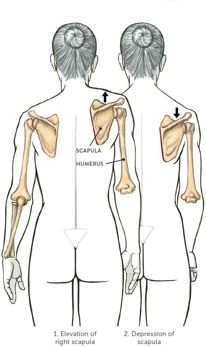 תנועת הרמה ודחיס של מפרק הכתף
